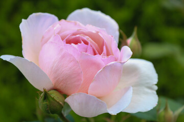 pink rose in the garden
