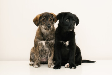 Two Puppies Sitting Together On White
