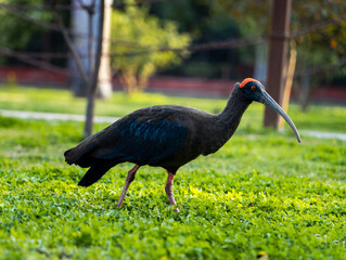 Wild Red naped ibis or Indian black ibis or Pseudibis papillosa bird closeup or portraits (Selective Focused)