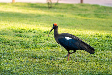 Wild Red naped ibis or Indian black ibis or Pseudibis papillosa bird closeup or portraits (Selective Focused)