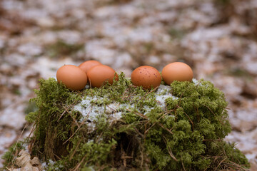 5 brown chicken eggs on the moss in the woods