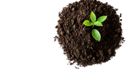 A small green sprout emerges from dark brown soil against a transparent background.  The focus is on the new growth and the contrast with the earth