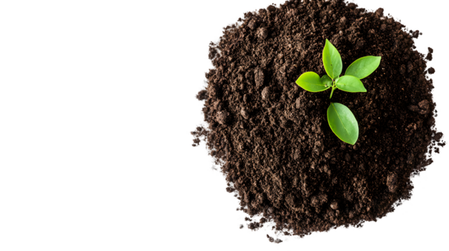 A small green sprout emerges from dark brown soil against a transparent background.  The focus is on the new growth and the contrast with the earth