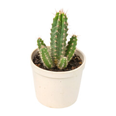 A small potted cactus., isolated on transparent background