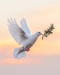 White dove carrying olive branch flying against pastel sunset sky © TiA