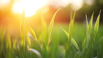 Fototapeta premium Close up of fresh green blades of grass illuminated by the warm golden light of the sunset : Generative AI