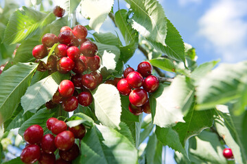 Cherry tree branch with ripe large fruits .