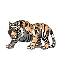 Tiger isolated on white background