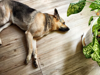 A relaxed German Shepherd lounging on a wooden floor near a green plant in a cozy indoor setting...