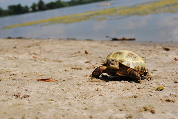 turtle on the beach