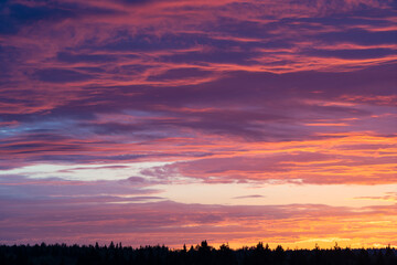Colorful multicoloured romantic sunset sky with pink and magenta clouds over the forest horizon. Beautiful fabulous background