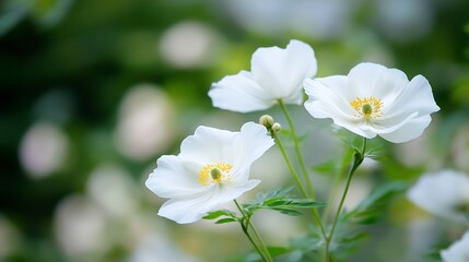 Obraz premium Delicate White Flowers with Green Leaves Against a Soft Blurred Background : Generative AI