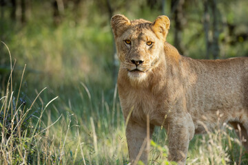 A young lioness with slight spots on her fur, stands alert in a game reserve in South Africa, blending into the golden grass as she surveys her surroundings with piercing eyes.