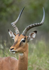 An impala antelope ram with spiral horns and grass stems in its mouth looks around warily, searching for danger as it stands against a blurred background in a game reserve in South Africa.