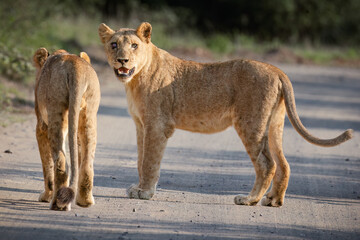 Two young lionesses walking casually and confidently in the road, with one walking away and the other, with a damaged eye, looking back at the photographer in a game reserve in South Africa.