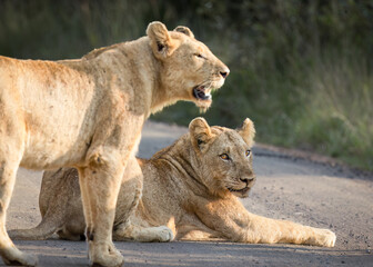 Two relaxed young lionesses, one lying down and one standing in the road, looking casually into the bush of their habitat, while against a blurred background in a game reserve in South Africa.