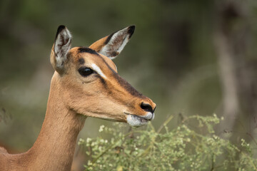 An impala doe on full alert for danger with ears pricked and eyes focused in this close up head only portrait of this beautiful antelope against a blurred background in a game reserve in South Africa.