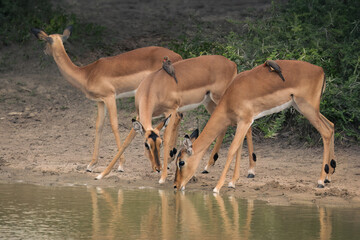 Three female impala antelope drink warily and cautiously at a waterhole while oxpecker birds sit on...