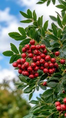 Obraz premium Bunches of red berries on a green leafy plant against a blue sky with fluffy clouds in an outdoor setting during the day