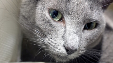 Close up portrait of a Russian Blue cat