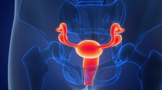 Female Reproductive System Anatomy Animation Concept