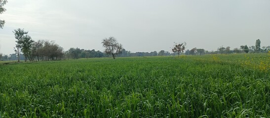 Beautiful village view and Grass