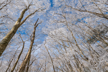 Obraz premium 見上げると美しい青空と霧氷