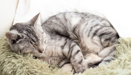 窓辺で眠る可愛い猫　サバトラ猫