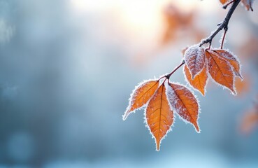 Frozen branch with orange autumn leaves covered by frost. Winter background. First glaze, cold weather with ice crystals. Snowy, frosty, seasonal nature. Beautiful tree twig covered with snowflakes.