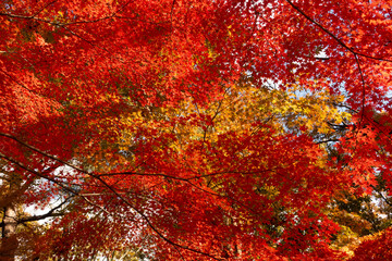 紅葉