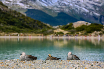 Kaikenes en la Laguna Esmeralda, Ushuaia