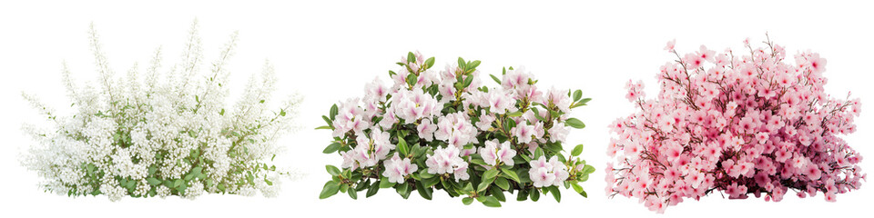 Obraz premium Blooming Shrubs in Springtime, png set