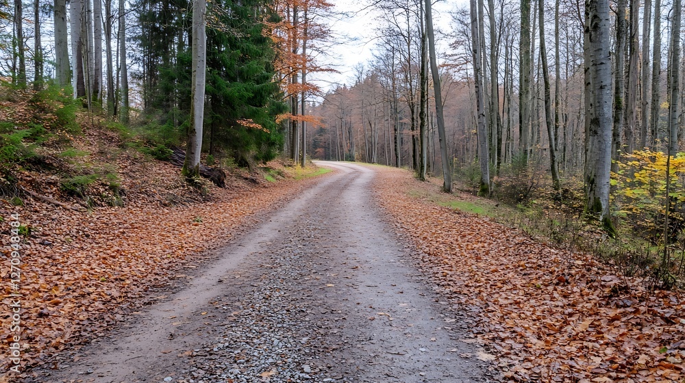 Poster scenic pathway through autumn forest with colorful leaves on the ground in a peaceful atmosphere : g