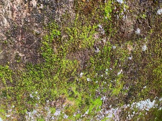 green moss growing on the walls