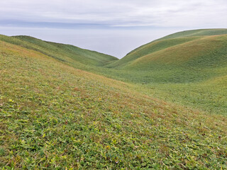 Rolling green hills of Cape Shirepa, Hokkaido, Japan, overlooking the ocean under a cloudy sky, creating a serene and natural atmosphere.