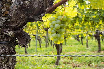 Closeup of green grape cluster hanging on a twisted vine. Ripe grapevine growing on an old trunk in...