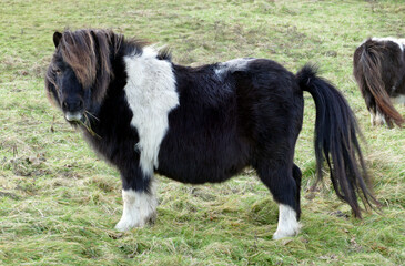 Shetland pony in field