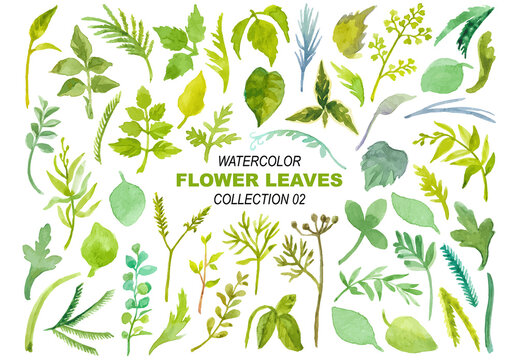 Watercolor painted collection of flower leaves. Hand drawn design elements isolated on white background.