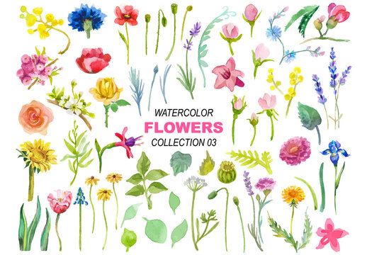 Watercolor painted collection of flowers. Hand drawn flower design elements isolated on white background.