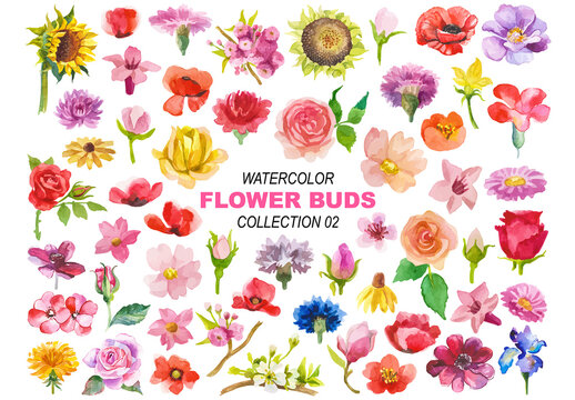 Vector watercolor painted flower buds. Hand drawn design elements isolated on white background.