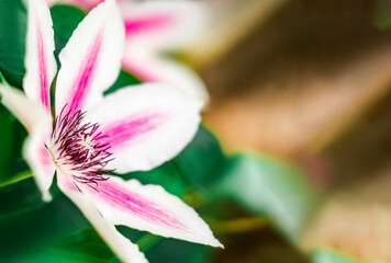 Fototapeta premium Close-up view of a beautiful pink and white flower of Clematis with intricate details surrounded by lush green foliage in a serene garden setting