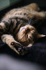 British tabby cat stretches beautifully in her sleep
