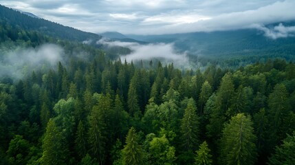 Fototapeta premium Expansive Aerial View of Lush Green Pine Forests and Misty Mountains : Generative AI