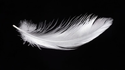 Obraz premium A perfectly detailed white feather slowly drifting down, standing out vividly against black.