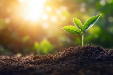 Fototapeta premium Fresh small tree growing in soil with sunshine background. Perfect concept for environmental protection, Tree Planting Day, personal growth, argricultural production, ecology balance. With copy space.