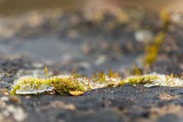Moss growing on rocky surface in natural outdoor setting capturing the resilience of nature