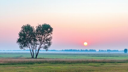 Fototapeta premium Solitary Tree in a Misty Field at Sunrise