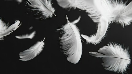 Obraz premium Dreamy white feathers falling and softly illuminated by subtle lighting against a black background.