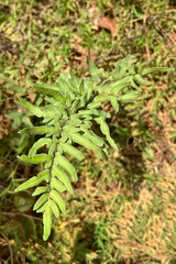 Hemionitis viridis (Forssk.) Christenh. is a species of fern found in tropical and subtropical regions, typically growing in moist, shaded environments.