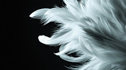 Fototapeta premium White feathers arranged dynamically, appearing to dance as they fall against a moody black background.